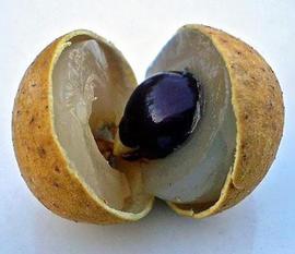   Fruit, seed:   Dimocarpus longan ; Photo by Quibik, wikimedia commons
